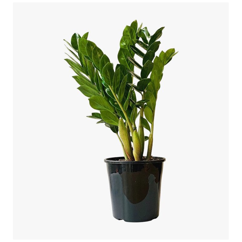 Zamioculcas-Plant-Photoroom.jpg Zamioculcas Plant (ZZ Plant, Aroid Palm, Arum Fern) - Image 1