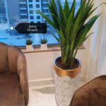 Zebra Aspidistra Plants (55 Each) UAE