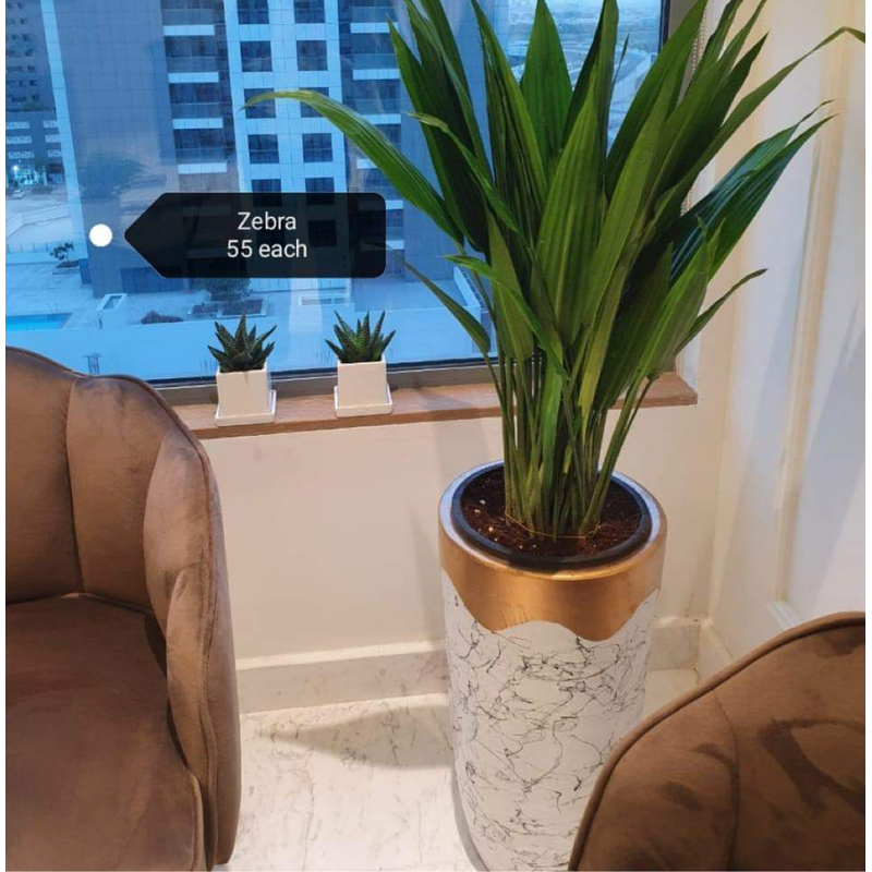 Zebra_Aspidistra_Plants_55_Each_UAE.png Zebra Aspidistra Plants (55 Each) UAE - Image 1