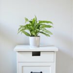 Aglaonema - Silver Queen - Image 3