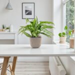 Aglaonema - Silver Queen - Image 2