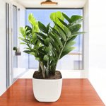 Zamioculcas Plant (ZZ Plant, Aroid Palm, Arum Fern) - Image 6
