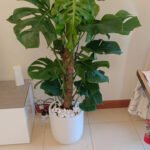 Monstera Deliciosa Plant (Swiss cheese plant) - Image 5