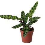 Calathea Lancifolia Plant - Rattlesnake plant - Image 2