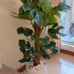 Monstera Deliciosa Plant (Swiss cheese plant) - Image 3