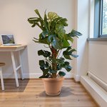 Monstera Deliciosa Plant (Swiss cheese plant) - Image 11