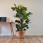 Monstera Deliciosa Plant (Swiss cheese plant) - Image 10