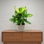 Dieffenbachia Compacta Plant - Image 2