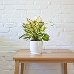 Dieffenbachia Camilla - Camellia - Dumb Cane Plant - Image 3