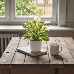 Dieffenbachia Camilla - Camellia - Dumb Cane Plant - Image 2