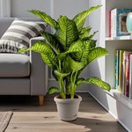 Dieffenbachia Maroba Plant - Dumb Cane - Image 2
