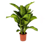 Dieffenbachia Maroba Plant - Dumb Cane