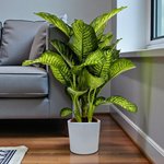 Dieffenbachia Maroba Plant - Dumb Cane - Image 3
