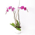 Double Stem Orchid in White Pot