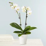 Double Stem White Orchid Plant