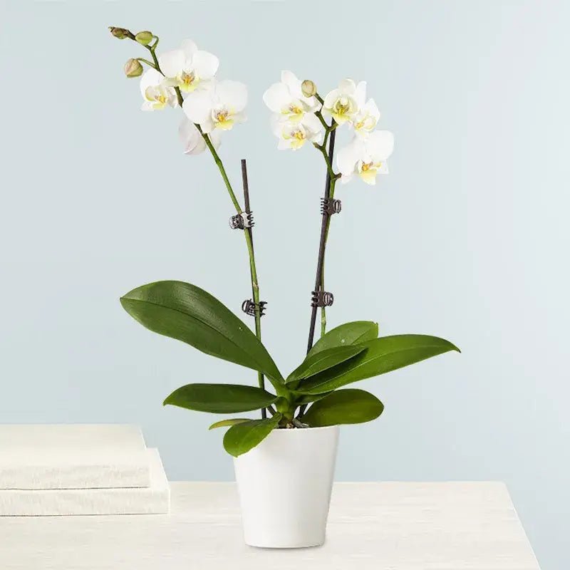 double-stem-white-orchid-plant-in-pot_1.jpg Double Stem White Orchid Plant - Image 1