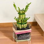 Two Layer Lucky Bamboo in Square Glass Vase