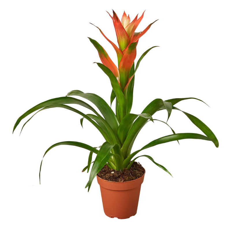 guzmania2.png Guzmania Plant (Epiphytic Plants, Scarlet Star) - Image 1