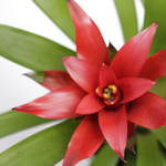 Guzmania Plant (Epiphytic Plants, Scarlet Star) - Image 4