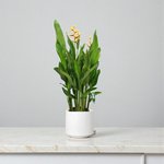 Heliconia Psittacorum-Parrot’s Beak - Image 3