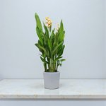 Heliconia Psittacorum-Parrot’s Beak - Image 2