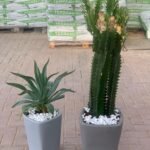 Cactus Bundle outdoor