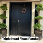 Outdoor bundle of 2 ( Triple head ficus )