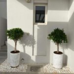 Outdoor Plants  Premium Twisted Ficus Buy 1 Get 1 Free