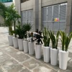 Office Plants Tall Bundle (9pcs) Air Purifying - Image 2