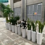 Office Plants Tall Bundle (9pcs) Air Purifying