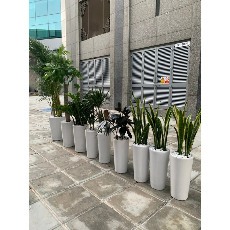 image_4182a439-1b64-43d4-a984-85267aa538e1.jpg Office Plants Tall Bundle (9pcs) Air Purifying - Image 1