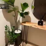 Low light 2plants bundle