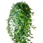 Premium English Ivy NEW