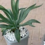 Cactus Bundle outdoor - Image 2