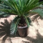 Sago Palm XL