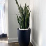 Snakeplant in Black Matte
