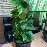 Holland Money Plant Medium NEW in Clay