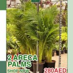 Bundle 2 Areca Palm in Nursery Pot