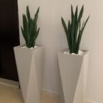 Sanseveria in Designer Pot Each