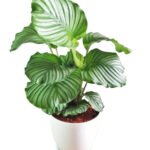 Calathea in White Ceramic
