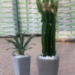 Cactus Bundle outdoor - Image 3