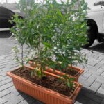 Outdoor Plant Bundle (2pots)