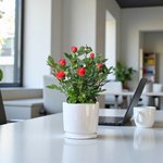 Rose Plant - Rose Velvet - Image 4