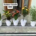 Outdoor plants bundle (5plants)
