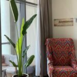 Travellers Palm Medium 2 meter - Image 2