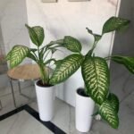 Office Plants Morning Dew Bundle (2pc)