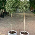 Outdoor Plants Spanish Olive Madeira bundle - Image 2