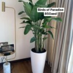 Bird of Paradise BIG