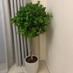 Premium Twisted Ficus
