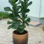 Fiddle Plant (3pp)| 140-150cm